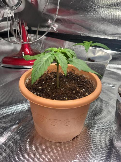Firts grow. Week 3
