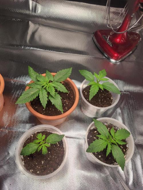 Firts grow. Week 3
