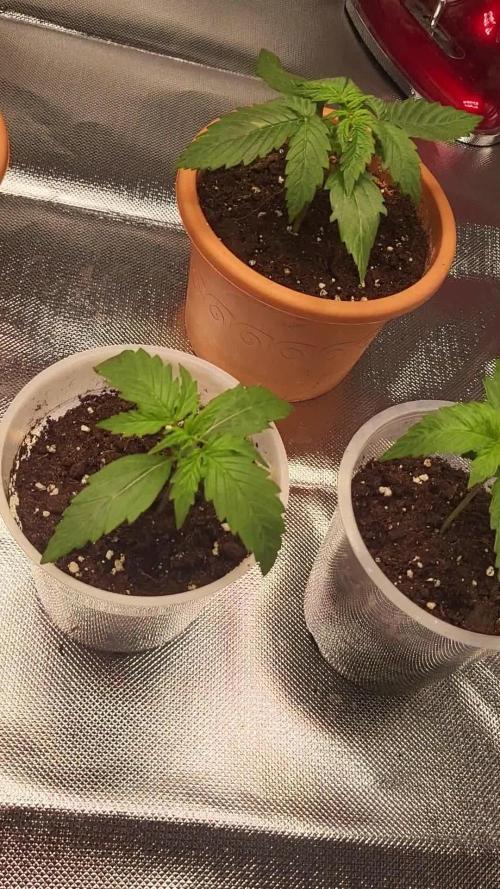 Firts grow