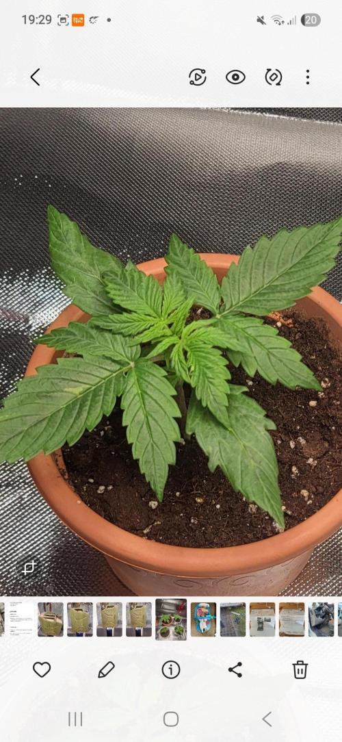 Do-Si-Dos. Week 3