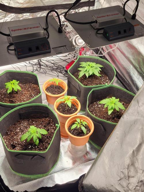 Firts grow. Week 4