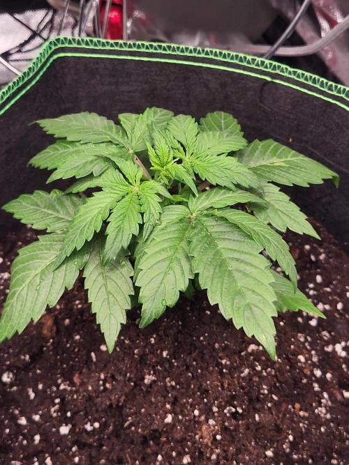 Firts grow. Week 4