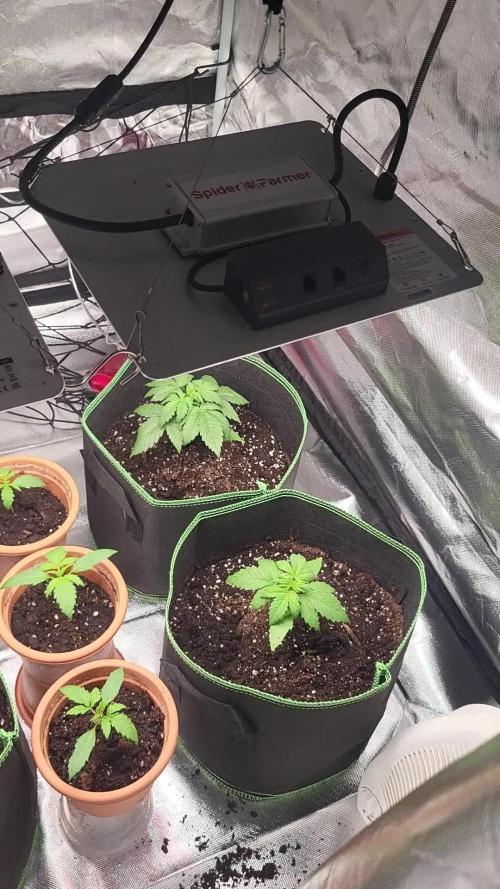 Firts grow
