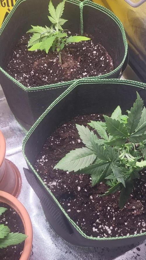 Firts grow