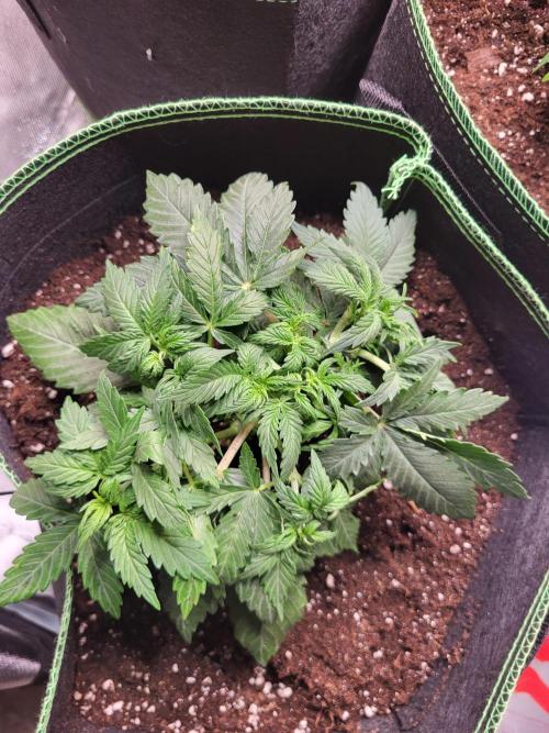 Do-Si-Dos. Week 6