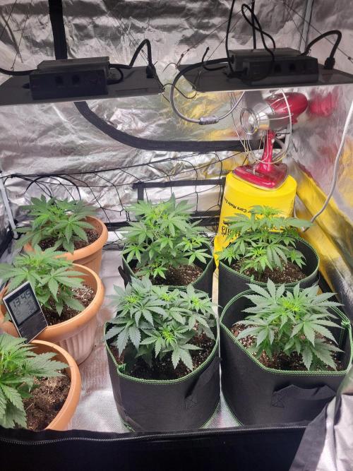 Firts grow. Week 7