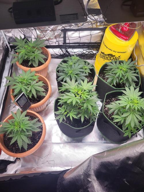 Firts grow. Week 7