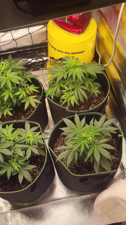 Firts grow