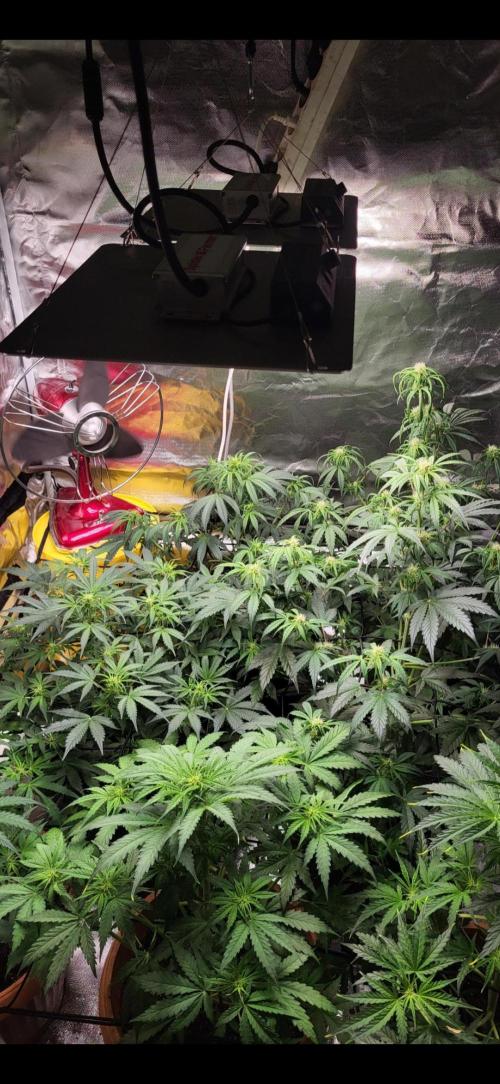 Firts grow. Week 8