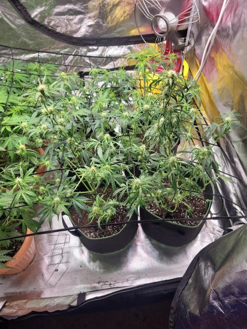 Firts grow. Week 8
