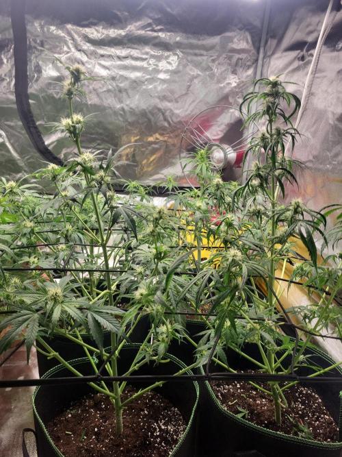 Do-Si-Dos. Week 8