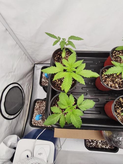 COCO Grow Big Tent 3 Strains - 6 Plants. Week 0 - 3x Nasha Genetics
[Pineapple Gas x Blue Zushi] x [Grape Gas x Cherry Marker]