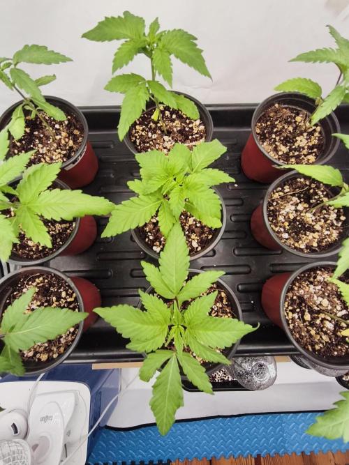 COCO Grow Big Tent 3 Strains - 6 Plants. Week 0 - 3x Velvet Moon