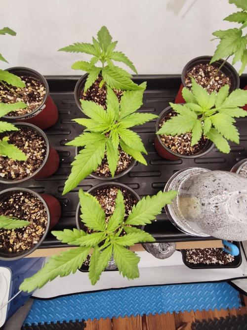 COCO Grow Big Tent 3 Strains - 6 Plants. Week 0 - 3x Kings Juice