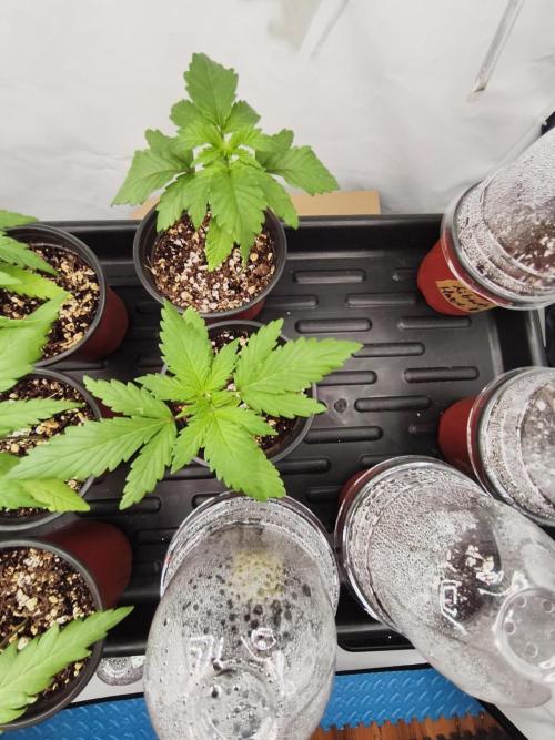 COCO Grow Big Tent 3 Strains - 6 Plants. Week 0 - 2x Amnesia (goes to a friend soon)