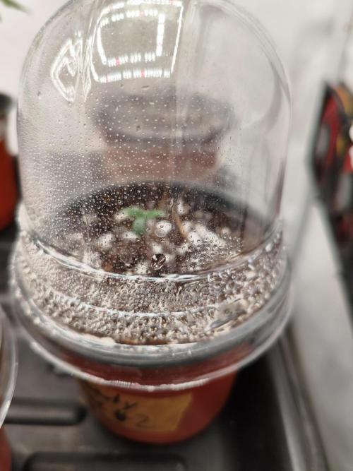 COCO Grow Big Tent 3 Strains - 6 Plants. Week 0 - First 3-5 day with lid to keep them moist :p