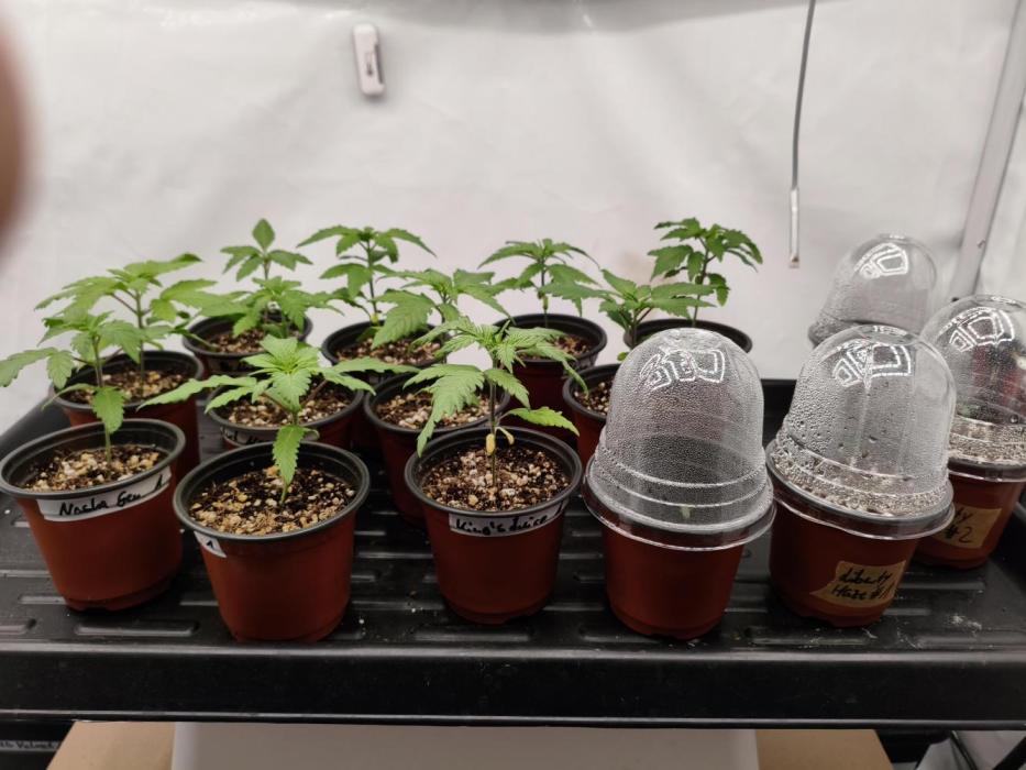 COCO Grow Big Tent 3 Strains - 6 Plants. Week 1 - Yay :)