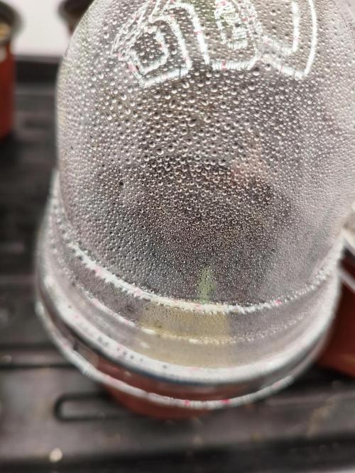 Persian Pie Green House Seeds RDWC. Week 0 - First time germinating in rockwool cubes