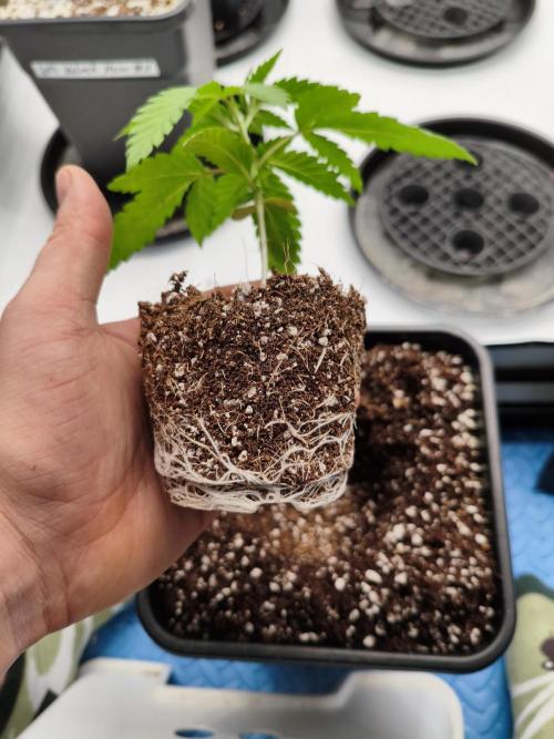 COCO Grow Big Tent 3 Strains - 6 Plants. Week 3 - Rootporn