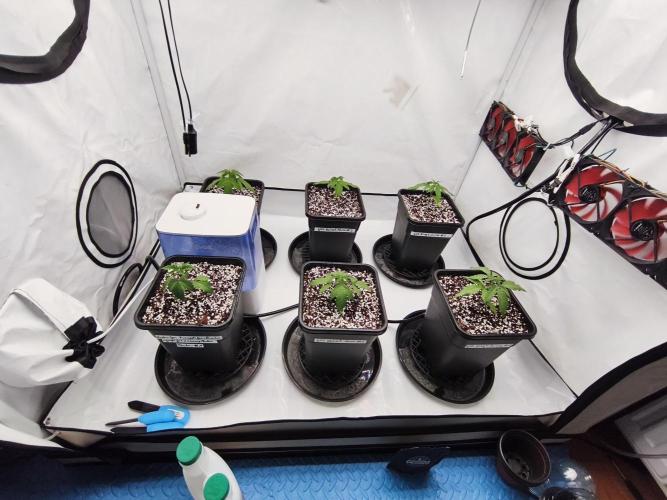 COCO Grow Big Tent 3 Strains - 6 Plants. Week 3 - Start of Week 3, they all got a new home 