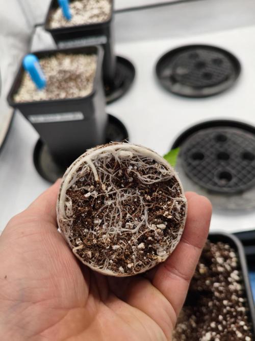 COCO Grow Big Tent 3 Strains - 6 Plants. Week 3 - Transplant