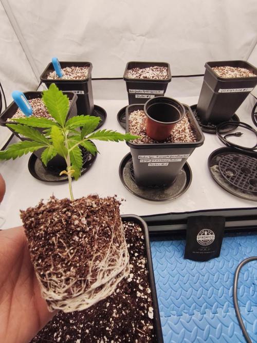 COCO Grow Big Tent 3 Strains - 6 Plants. Week 3 - Hope they recover well