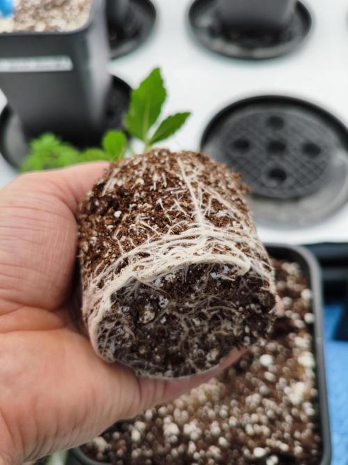 COCO Grow Big Tent 3 Strains - 6 Plants. Week 3 - Got some healthy roots