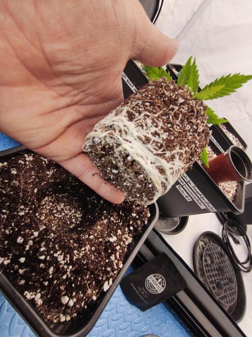 COCO Grow Big Tent 3 Strains - 6 Plants. Week 3 - With a sprinkle of DynoMyco at the bottom.