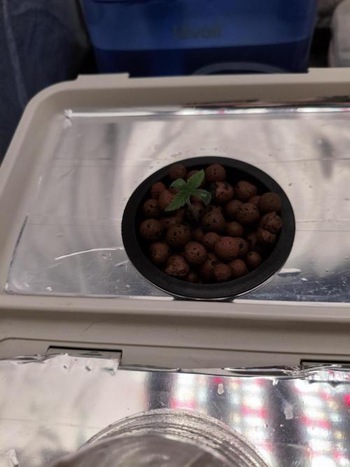 Persian Pie Green House Seeds RDWC. Week 1 - Little bit bigger than the other one 🌱.