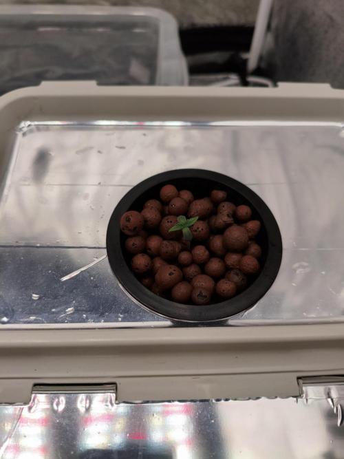 Persian Pie Green House Seeds RDWC. Week 1 - Small guy 🌱