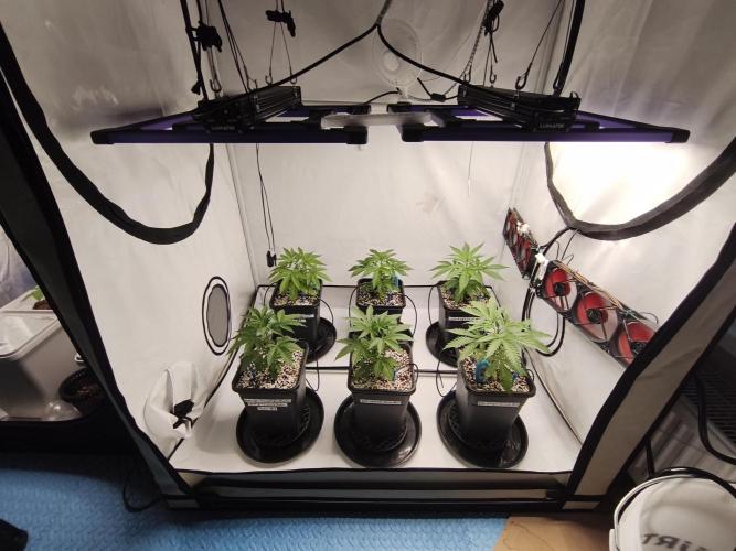 COCO Grow Big Tent 3 Strains - 6 Plants. Week 4 - Everything dialed in, cleaned up and running smooth… for now 😅