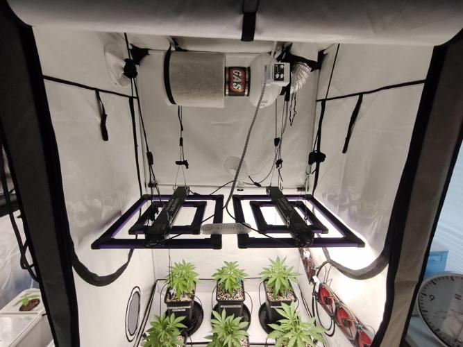 COCO Grow Big Tent 3 Strains - 6 Plants. Week 4 - Setup finally looking like I know what I’m doing 😂