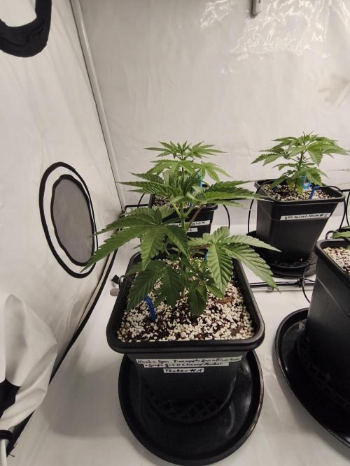 COCO Grow Big Tent 3 Strains - 6 Plants. Week 4 - Nasha Genetics doing their thing…let’s see what they got 🔥#1