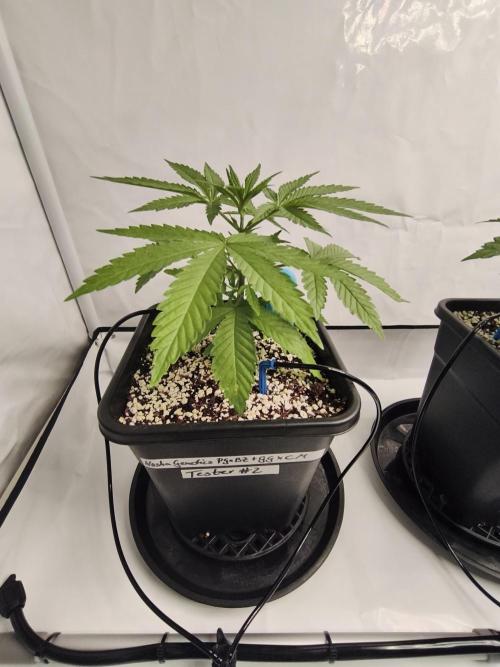 COCO Grow Big Tent 3 Strains - 6 Plants. Week 4 - Nasha Genetics doing their thing…let’s see what they got 🔥#2