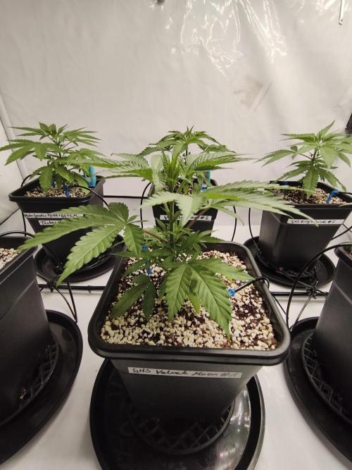COCO Grow Big Tent 3 Strains - 6 Plants. Week 4 - Velvet Moon looking good… got high hopes for this one🌙#1