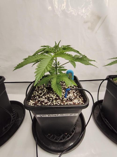 COCO Grow Big Tent 3 Strains - 6 Plants. Week 4 - Velvet Moon looking good… got high hopes for this one🌙#2