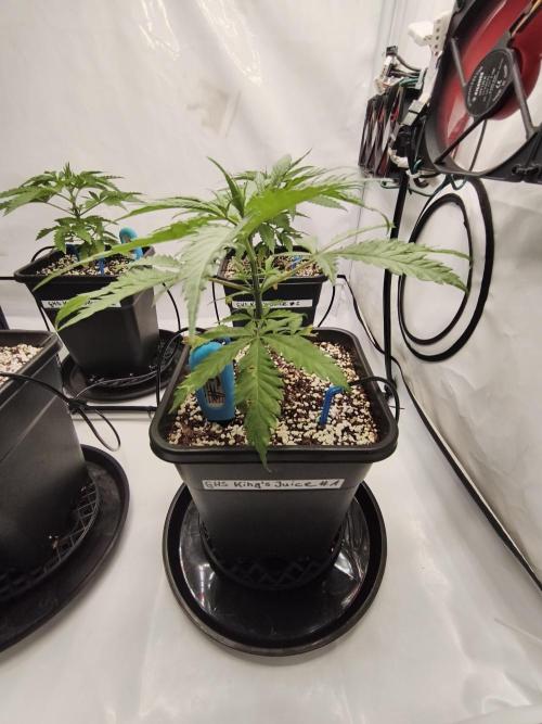 COCO Grow Big Tent 3 Strains - 6 Plants. Week 4 - Kings Juice in the building… expecting some serious flavor from these 👑#1
