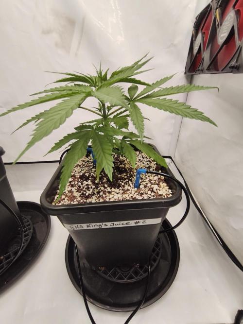 COCO Grow Big Tent 3 Strains - 6 Plants. Week 4 - Kings Juice in the building… expecting some serious flavor from these 👑#2