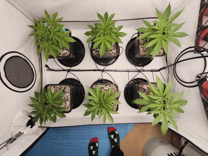 COCO Grow Big Tent 3 Strains - 6 Plants. Week 4 - Top view of the irrigation system… clean layout, consistent feed 💧