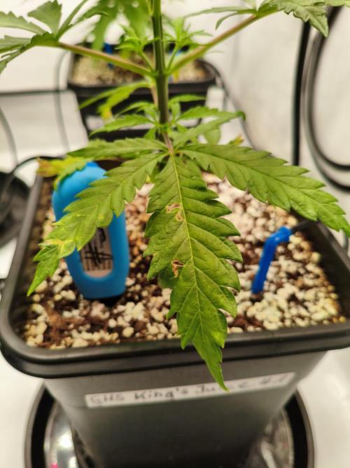 COCO Grow Big Tent 3 Strains - 6 Plants. Week 4 - Not pests… just my cat doing quality control 🐾