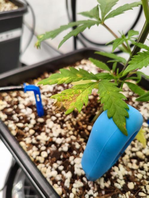 COCO Grow Big Tent 3 Strains - 6 Plants. Week 4 - Crime scene: confirmed nibble damage 🐾