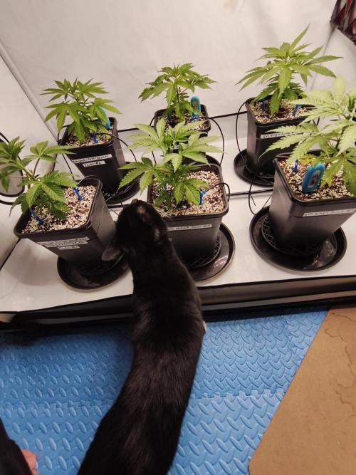 COCO Grow Big Tent 3 Strains - 6 Plants. Week 4 - Cat thinks it’s a salad bar…😅