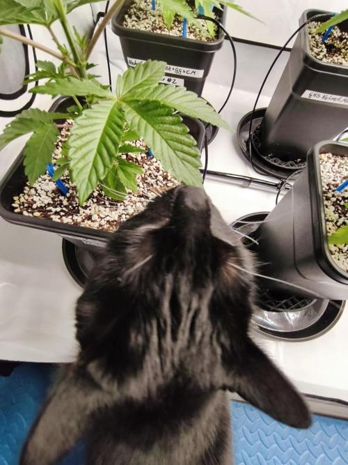 COCO Grow Big Tent 3 Strains - 6 Plants. Week 4 - Anti-cat nibble training in progress 😅