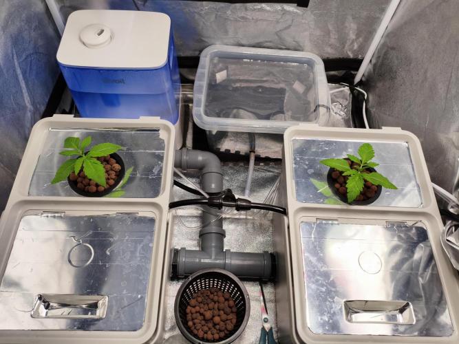 Persian Pie Green House Seeds RDWC. Week 2 - Top view of the RDWC setup 🌊
Stable system, now let’s see that growth take off 