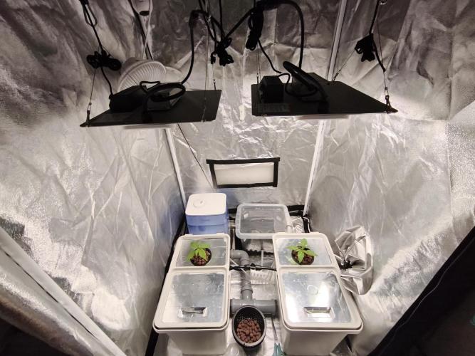 Persian Pie Green House Seeds RDWC. Week 2 - Full setup view 🔥
Lights on, system running – growth mode activated 🌱💡
