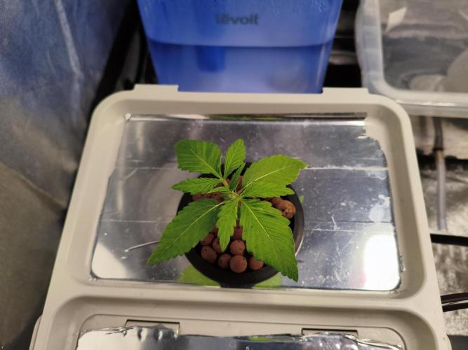 Persian Pie Green House Seeds RDWC. Week 2 - First girl doing her thing 💪
Compact, vigorous, ready to explode 🚀