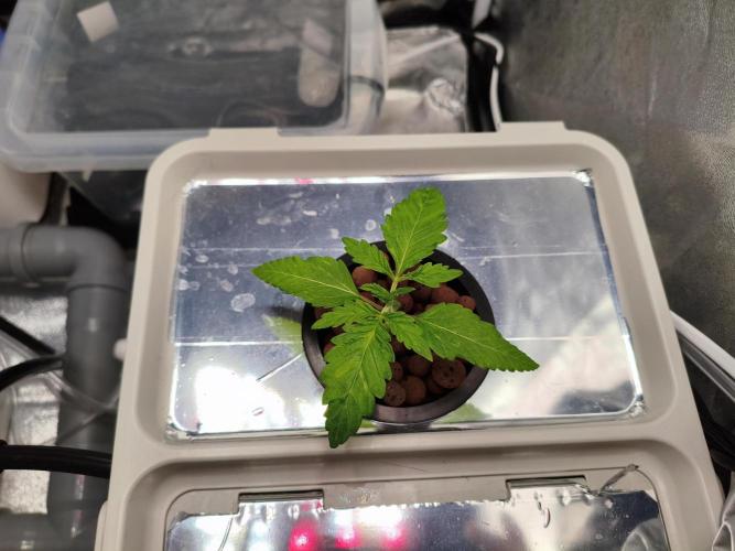 Persian Pie Green House Seeds RDWC. Week 2 - She’s looking healthy 💚
Nice structure and strong color – right on track 🌱