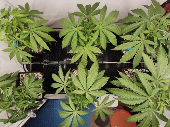 COCO Grow Big Tent 3 Strains - 6 Plants. Week 5 - Top view – the girls are pushing hard right now, growth is really taking off 💪
