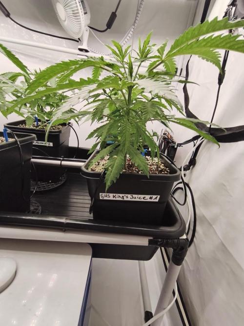 COCO Grow Big Tent 3 Strains - 6 Plants. Week 5 - Kings Juice #1 – insanely big fan leaves, shading out the side branching