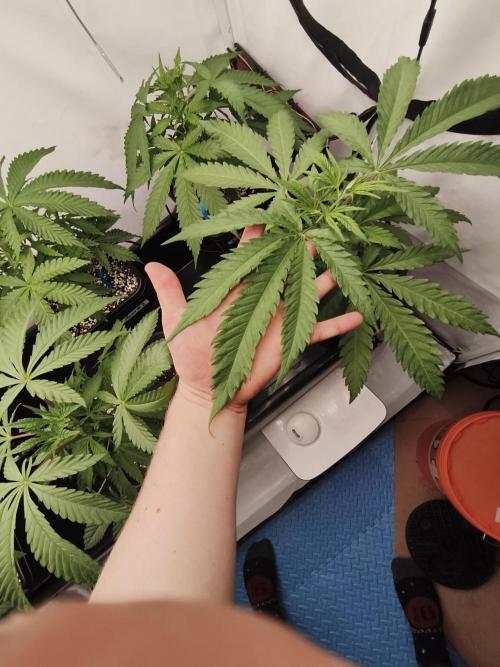 COCO Grow Big Tent 3 Strains - 6 Plants. Week 5 - Leaf vs hand comparison… WOW 😳 these fan leaves are on another level